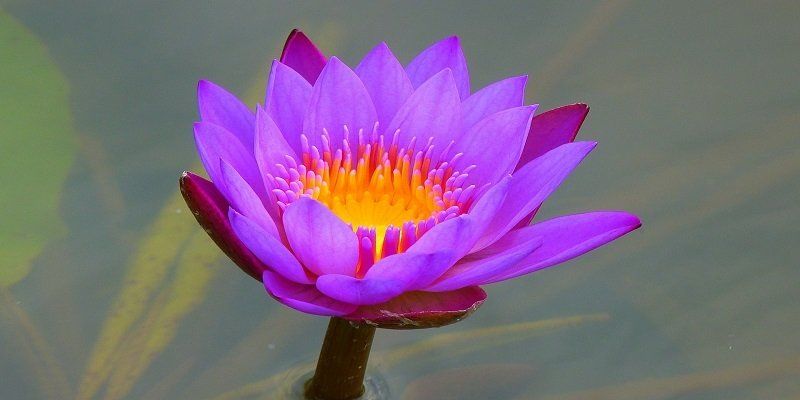 cremation services in Chicago Ridge IL