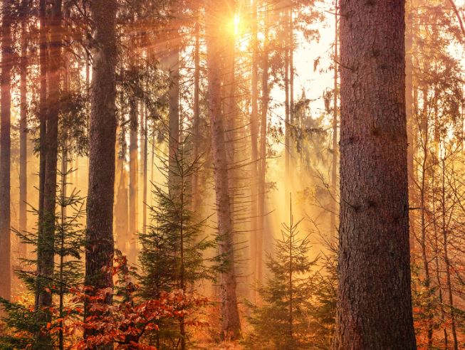 cremation service in Mokena, IL