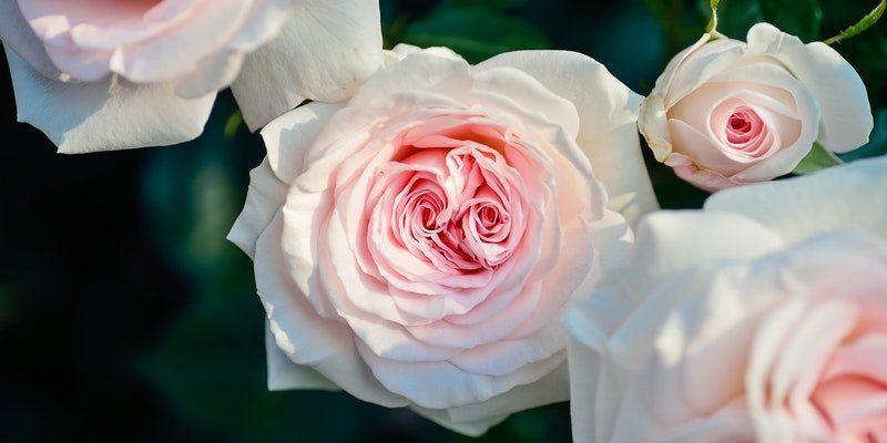 funeral home service in Chicago Ridge, IL